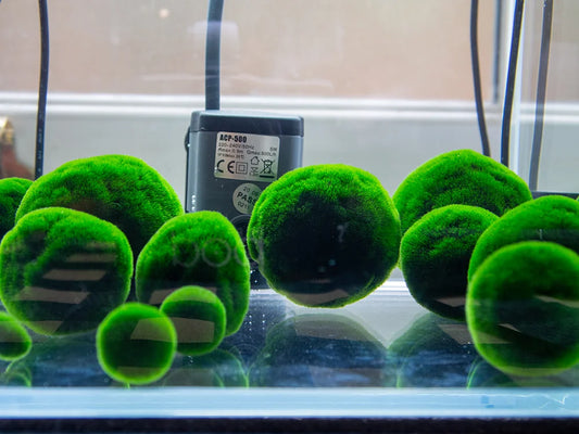 Boules de marimo (algues Cladophora) dans un aquarium lumineux, profitant d’un éclairage naturel doux et indirect, essentiel pour leur entretien et leur bonne santé.