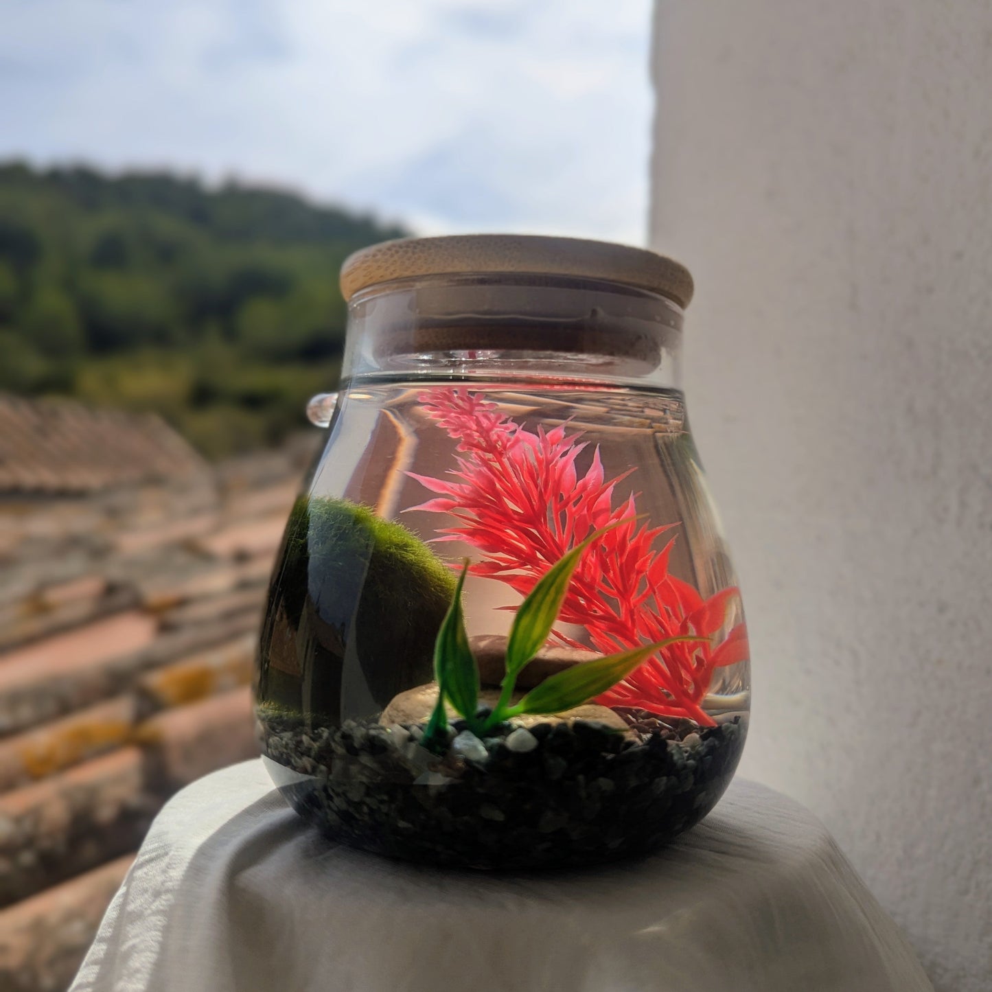 Bocal en verre 10x10 cm avec couvercle en bambou, Marimo vivant et gravier décoratif vert.