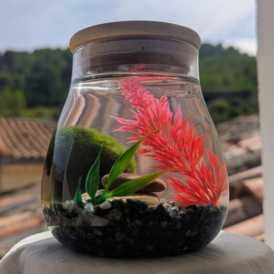 Kit Marimo vu de profil, avec bocal en verre, couvercle bambou, pierres naturelles et décor végétal rouge.