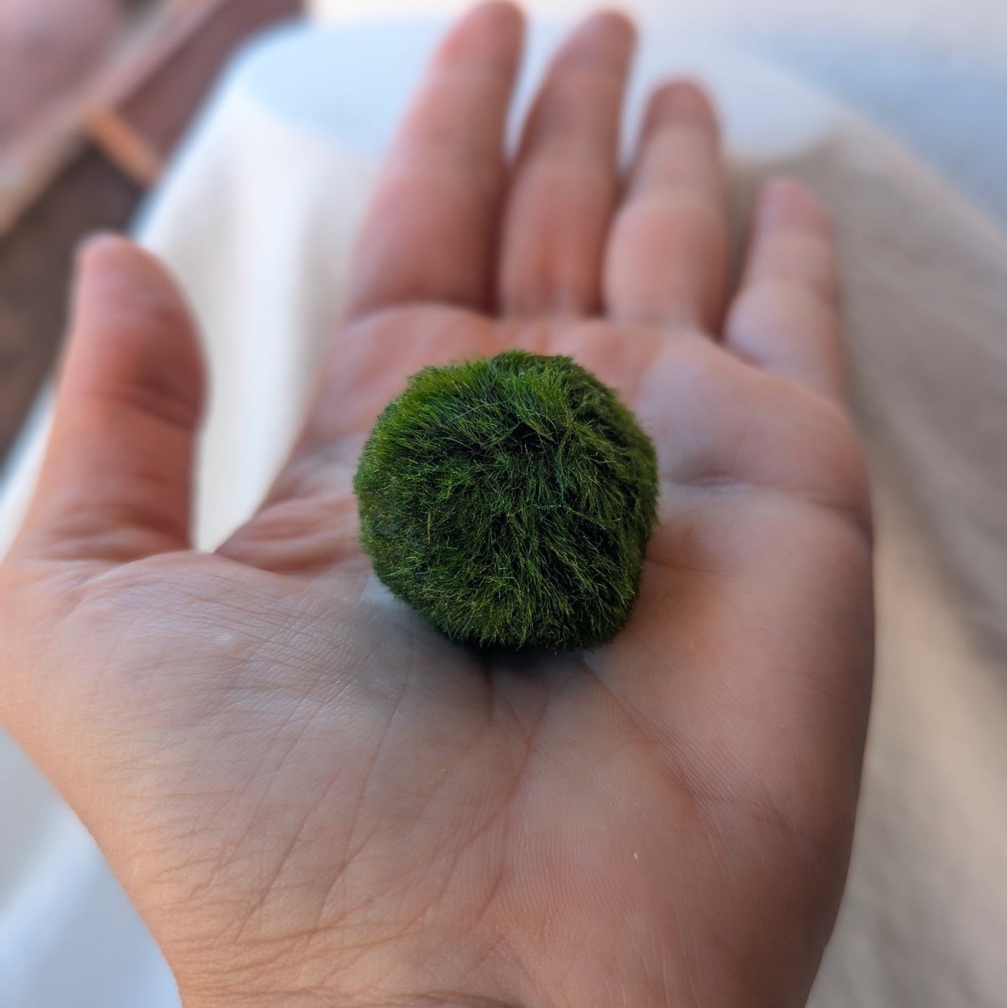 Un marimo rond et duveteux, boule d’algue verte posée dans la paume d’une main, montrant sa texture douce et naturelle.