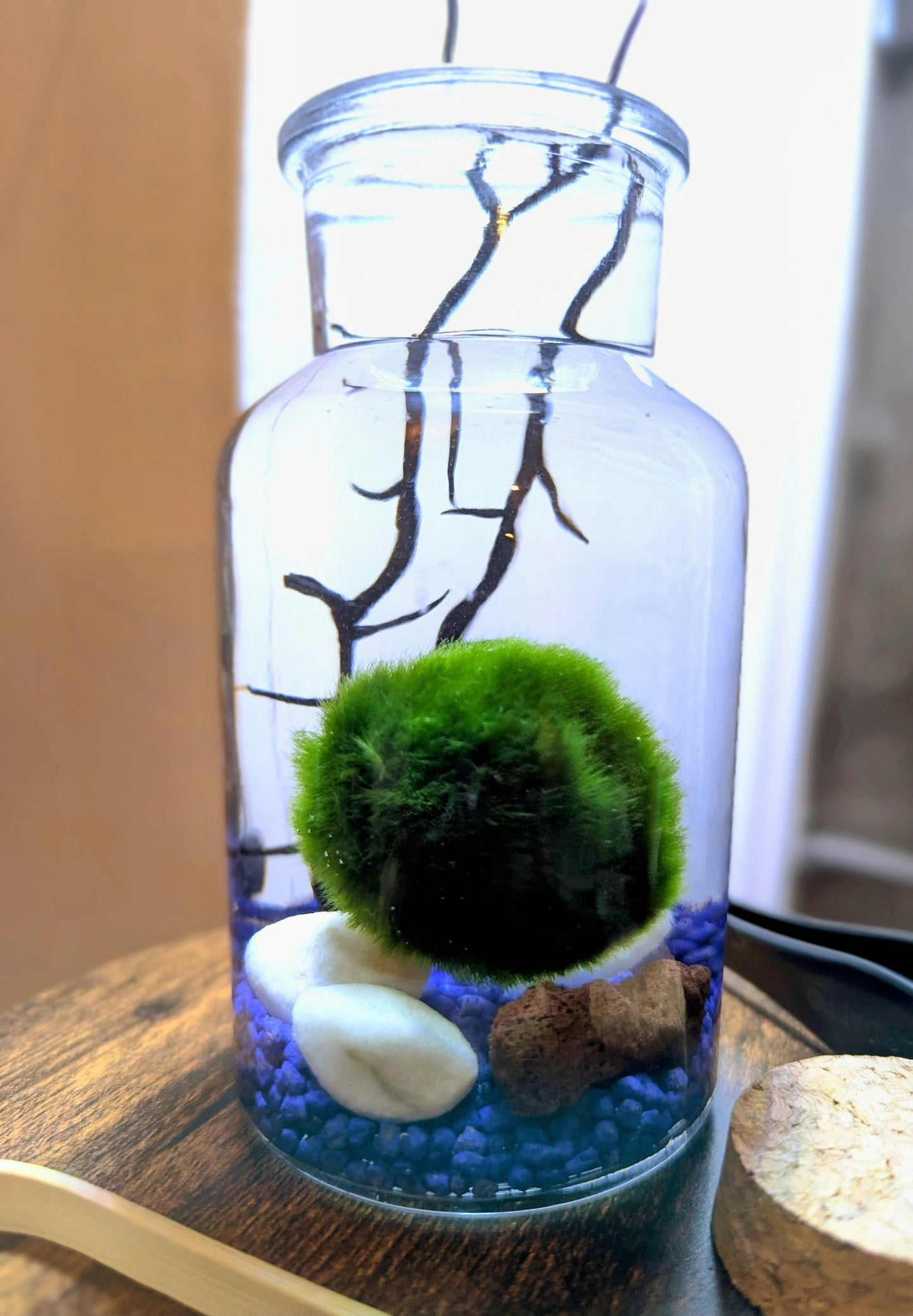 Kit Marimo en bocal type écosphère gravier bleu