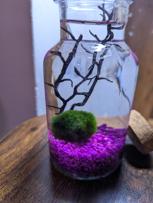 Kit Marimo en bocal type écosphère gravier fuchsia velours