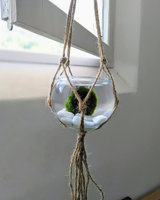 Décoration maison zen : adopter un marimo en bocal