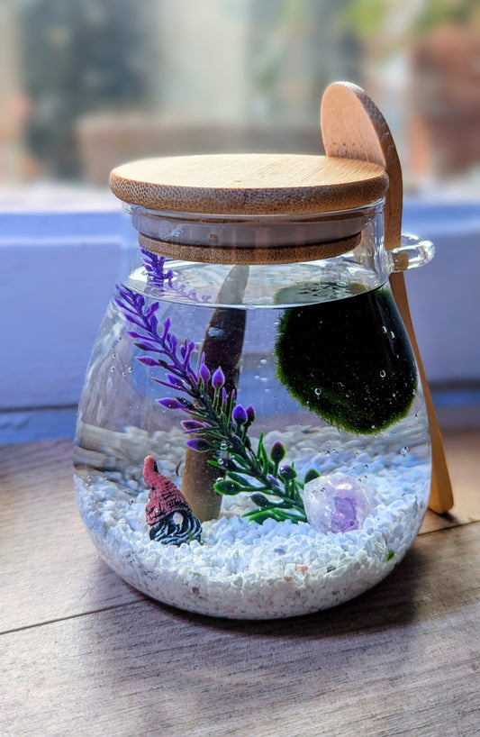 Kit complet Marimo avec bocal, gravier et accessoires – boule d’algues japonaise vivante en écosphère 