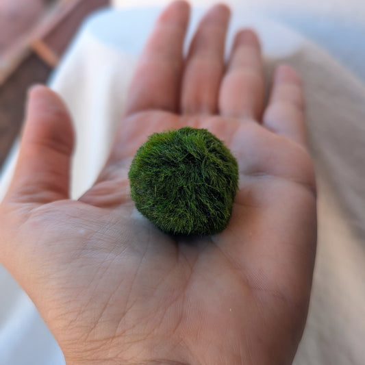Un marimo rond et duveteux, boule d’algue verte posée dans la paume d’une main, montrant sa texture douce et naturelle.

