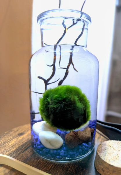 Kit Marimo en bocal type écosphère gravier bleu