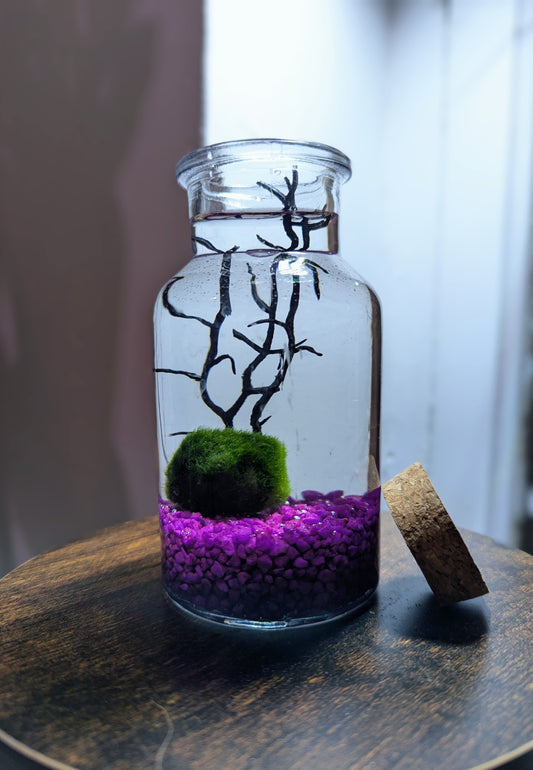 Kit Marimo en bocal type écosphère gravier fuchsia velours
