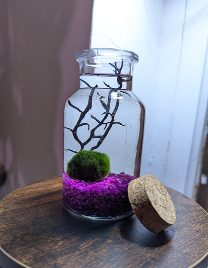 Kit Marimo en bocal type écosphère gravier fuchsia velours