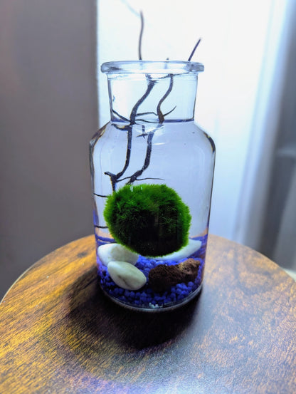 Kit Marimo en bocal type écosphère gravier bleu